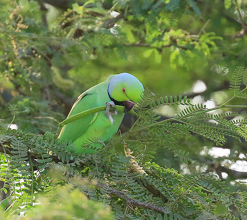 Ring-necked parakeet
