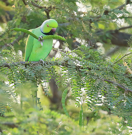 Ring-necked parakeet