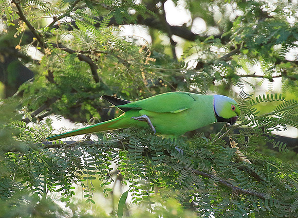 Ring-necked parakeet