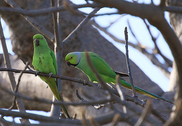 Ring-necked parakeet