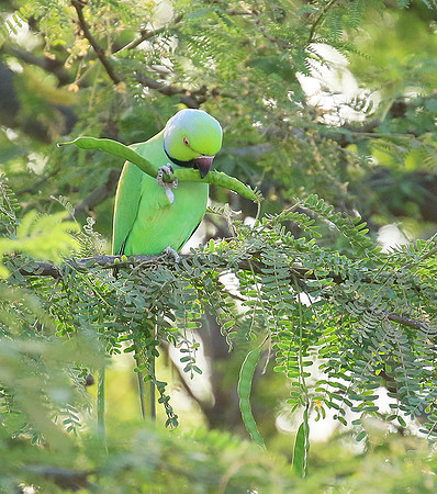 Ring-necked parakeet