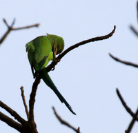 Ring-necked parakeet