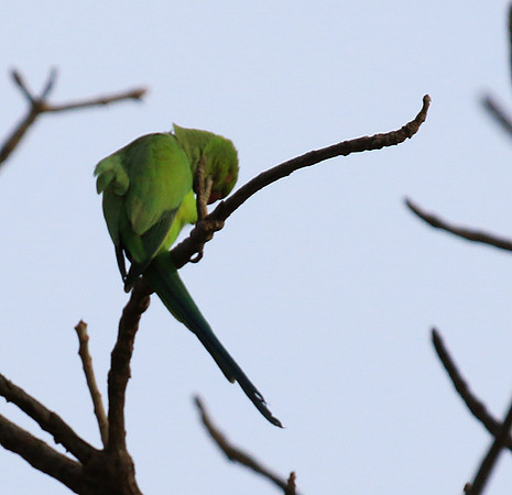 Ring-necked parakeet