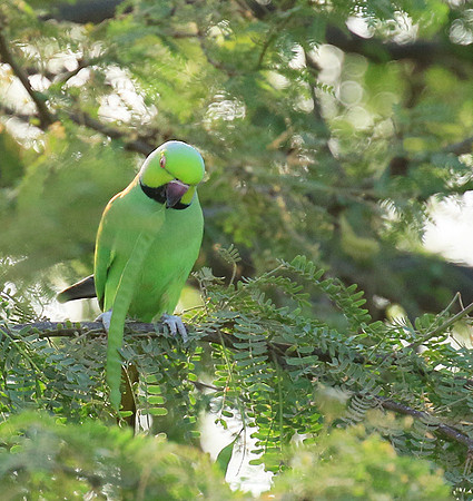 Ring-necked parakeet