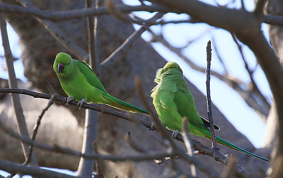 Ring-necked parakeet
