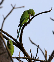 Ring-necked parakeet