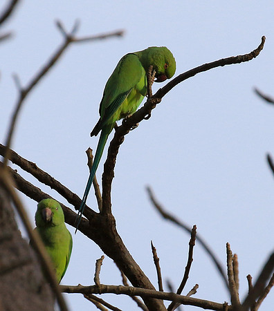 Ring-necked parakeet