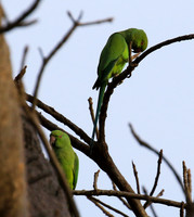 Ring-necked parakeet