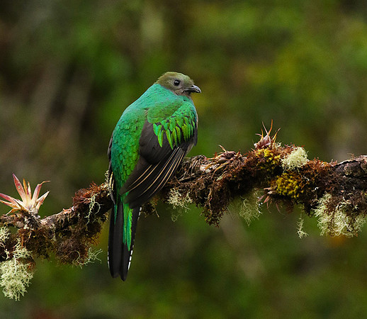 Quetzal female