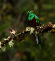 Quetzal female