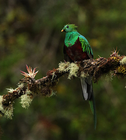 Quetzal female