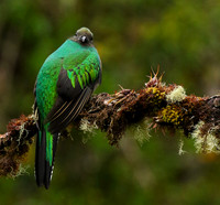 Quetzal female