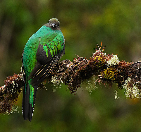 Quetzal female