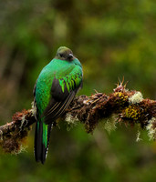 Quetzal female