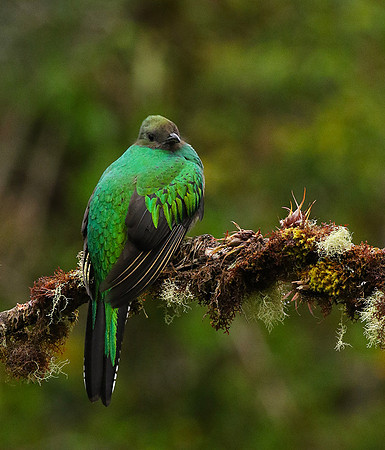 Quetzal female