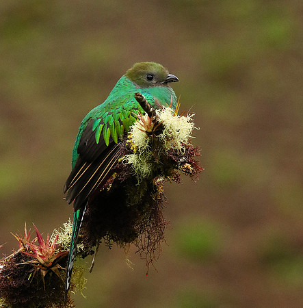 Quetzal female