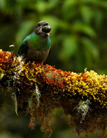 Quetzal female