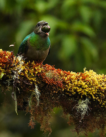 Quetzal female