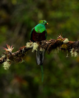 Quetzal female