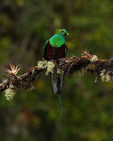 Quetzal female