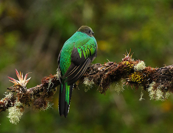 Quetzal female