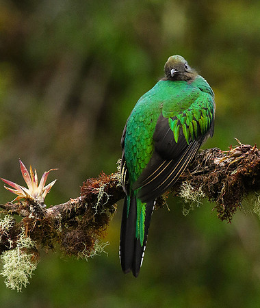Quetzal female