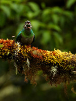 Quetzal female