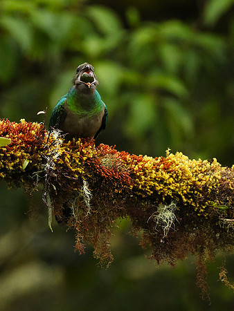 Quetzal female