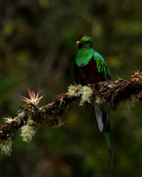 Quetzal female