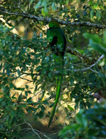 Quetzal male