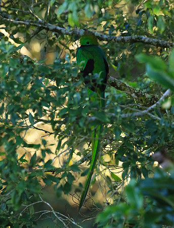 Quetzal male