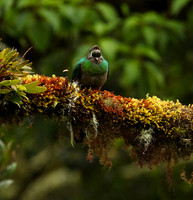 Quetzal female