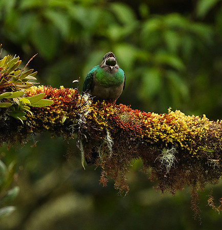 Quetzal female