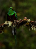 Quetzal female