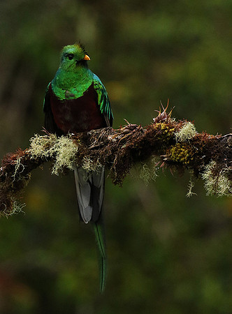 Quetzal female