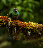 Quetzal female
