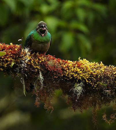 Quetzal female