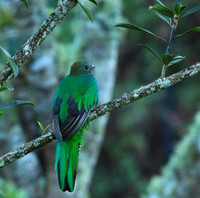 Quetzal female