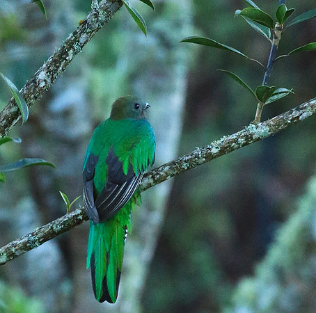 Quetzal female