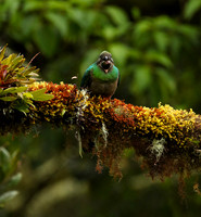 Quetzal female