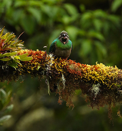 Quetzal female