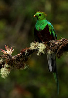 Quetzal female