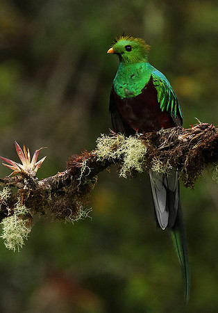 Quetzal female