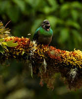 Quetzal female