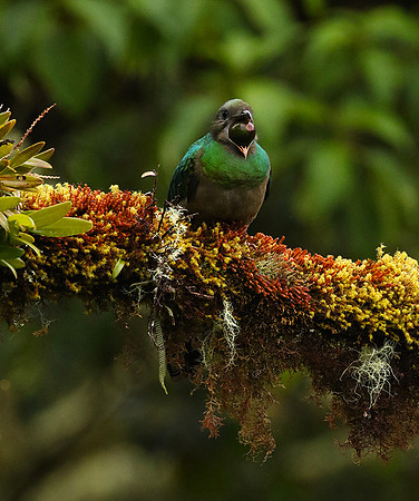 Quetzal female