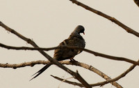 Namaqua dove