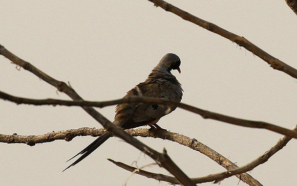 Namaqua dove