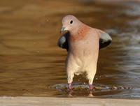 Laughing doves