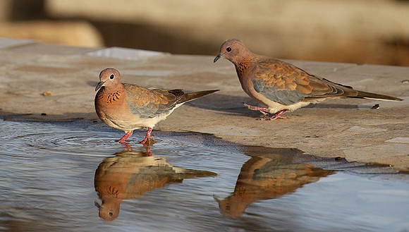 Laughing doves