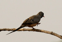 Namaqua dove